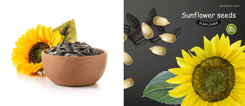 how-much-sunflower-seeds-to-eat-daily